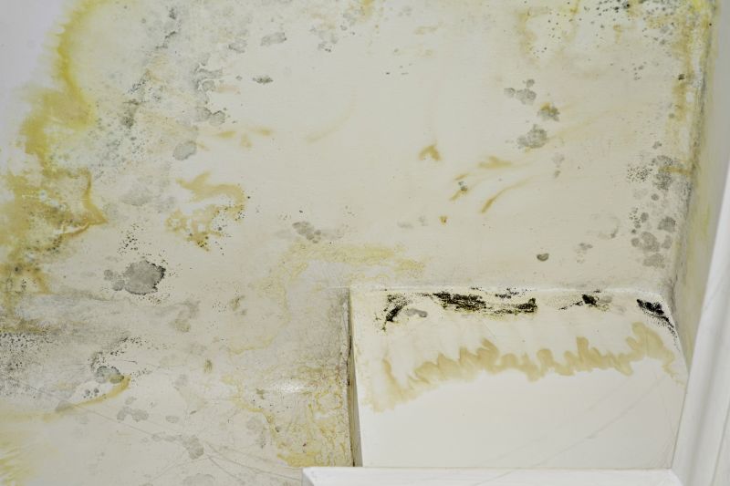 Attic Mold Removal in Essex County, NJ