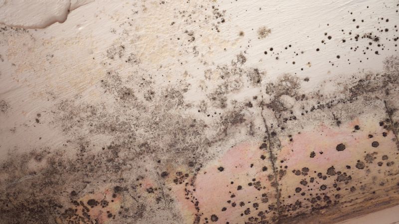Attic Mold Removal in West Palm Beach, FL