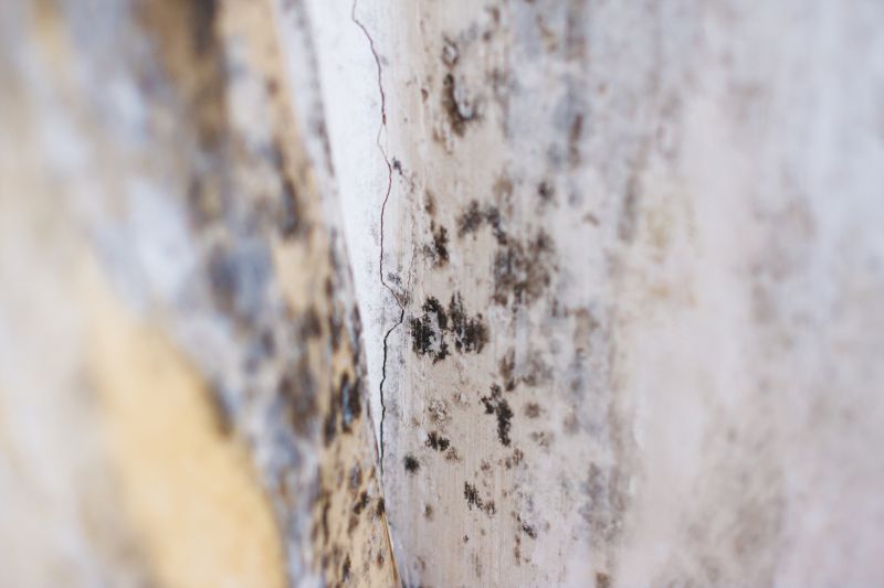 Black Mold Remediation in Frisco, TX