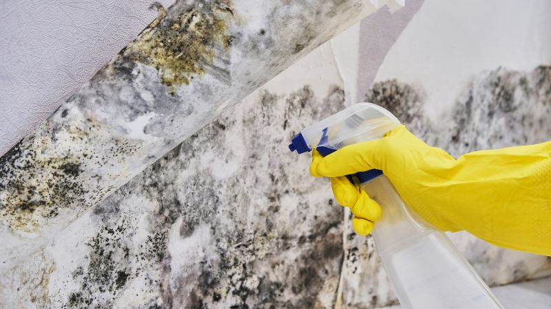Black Mold Removal in Frisco, TX