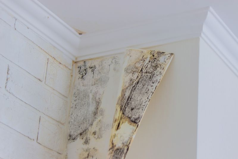 Mold Abatement Service in Jupiter, FL