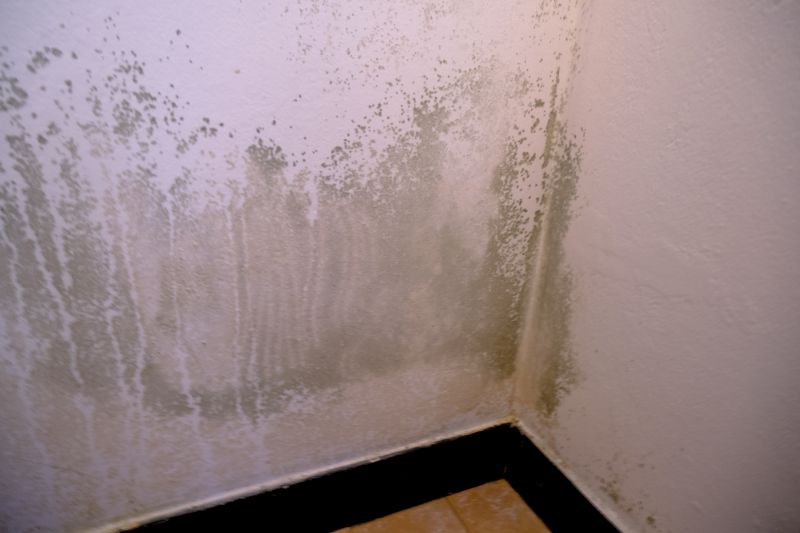 Mold Abatement Service in Fort Worth, TX