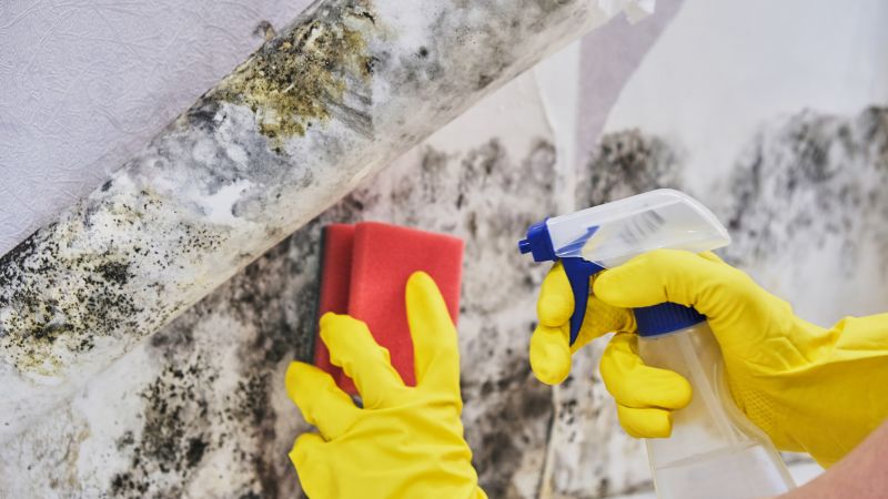 Mold Remediation Service in West Palm Beach, FL