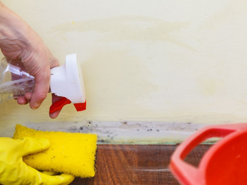 Mold Removal in Bergen County, NJ